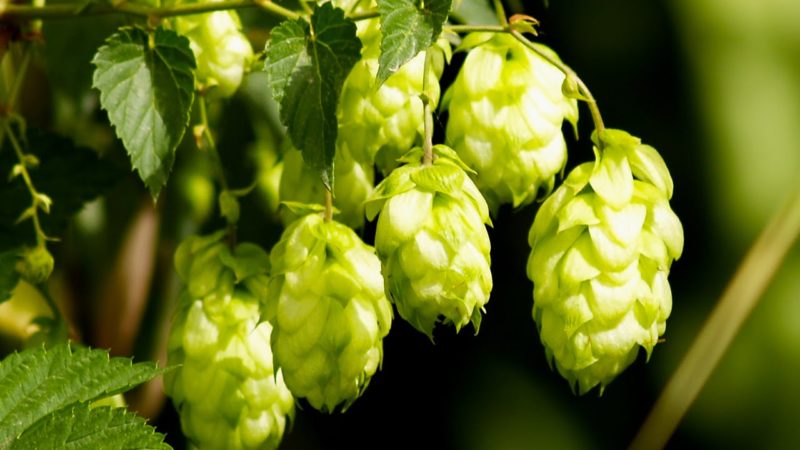 Хмель Cascade и еще 4 сорта хмеля, которые произвели революцию в пивоварении США