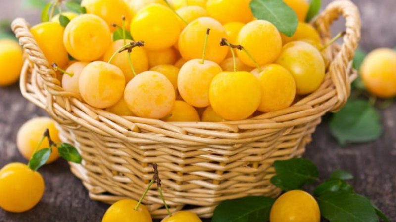 Как сделать вино из алычи в домашних условиях