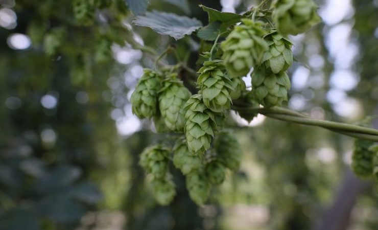 Hop Products Australia анонсировала новый сорт хмеля