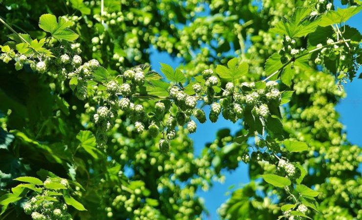 Как создают новые сорта хмеля