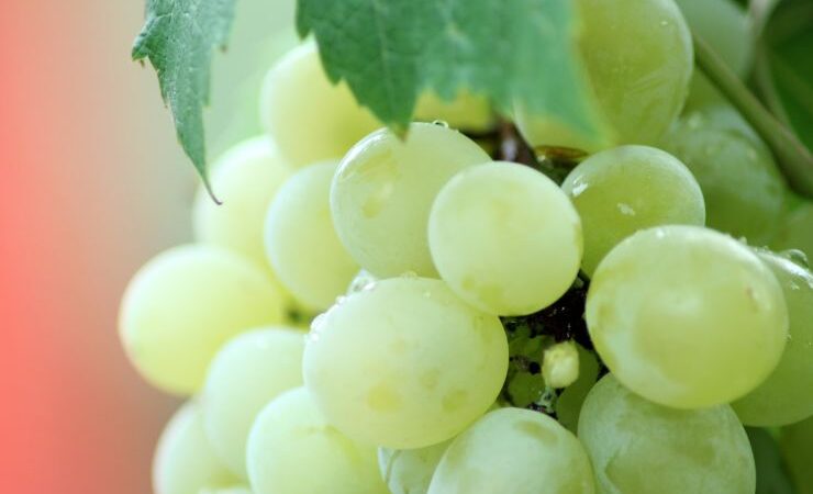 Французские виноделы рекордно рано начали сбор урожая