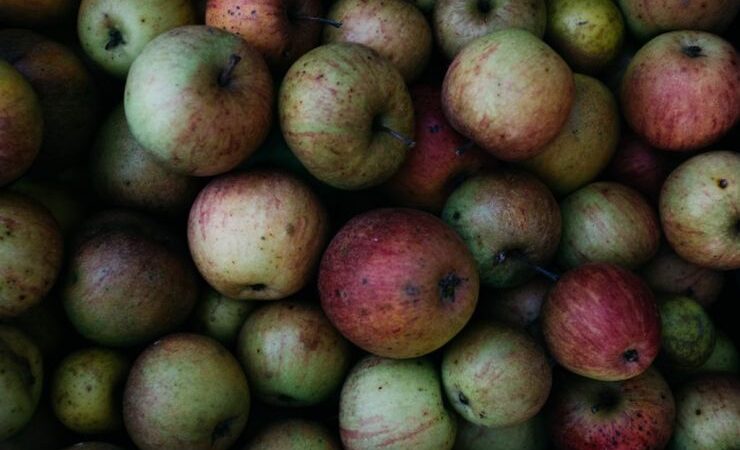 Астурийский сидр может исчезнуть из-за изменения климата