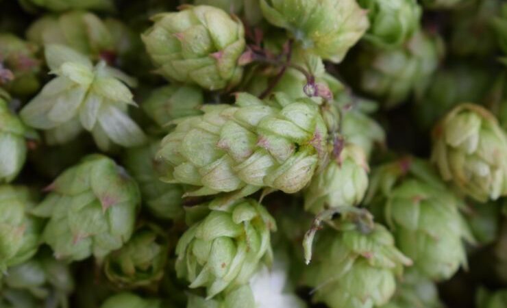 Hop Products Australia выпустила новый сорт хмеля Eclipse