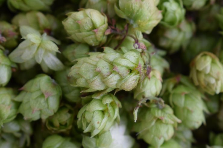 Hop Products Australia выпустила новый сорт хмеля Eclipse