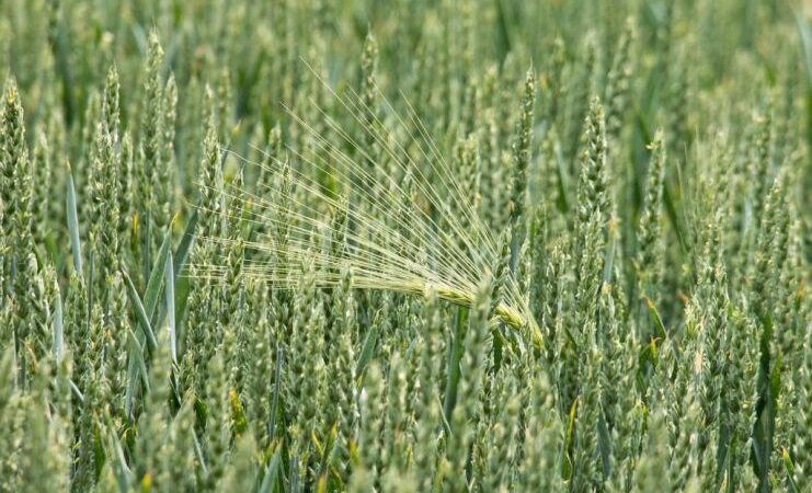 Эксперты: потребление ячменя в мире не увеличится